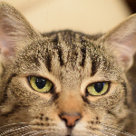 Avatar de l’utilisateur