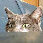 Avatar de l’utilisateur