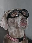 Avatar de l’utilisateur