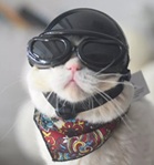 Avatar de l’utilisateur